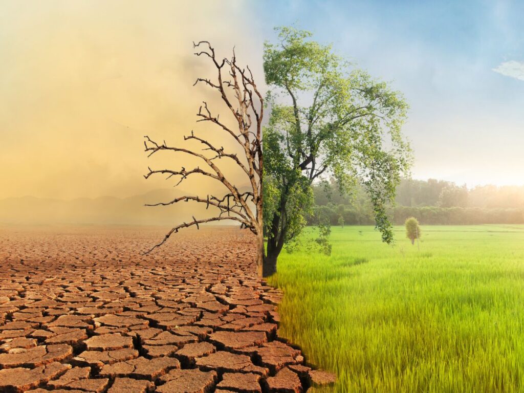 un arbre entre une terre brulée et une terre verdoyante