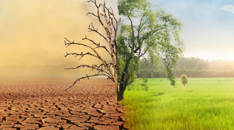 un arbre entre une terre brulée et une terre verdoyante
